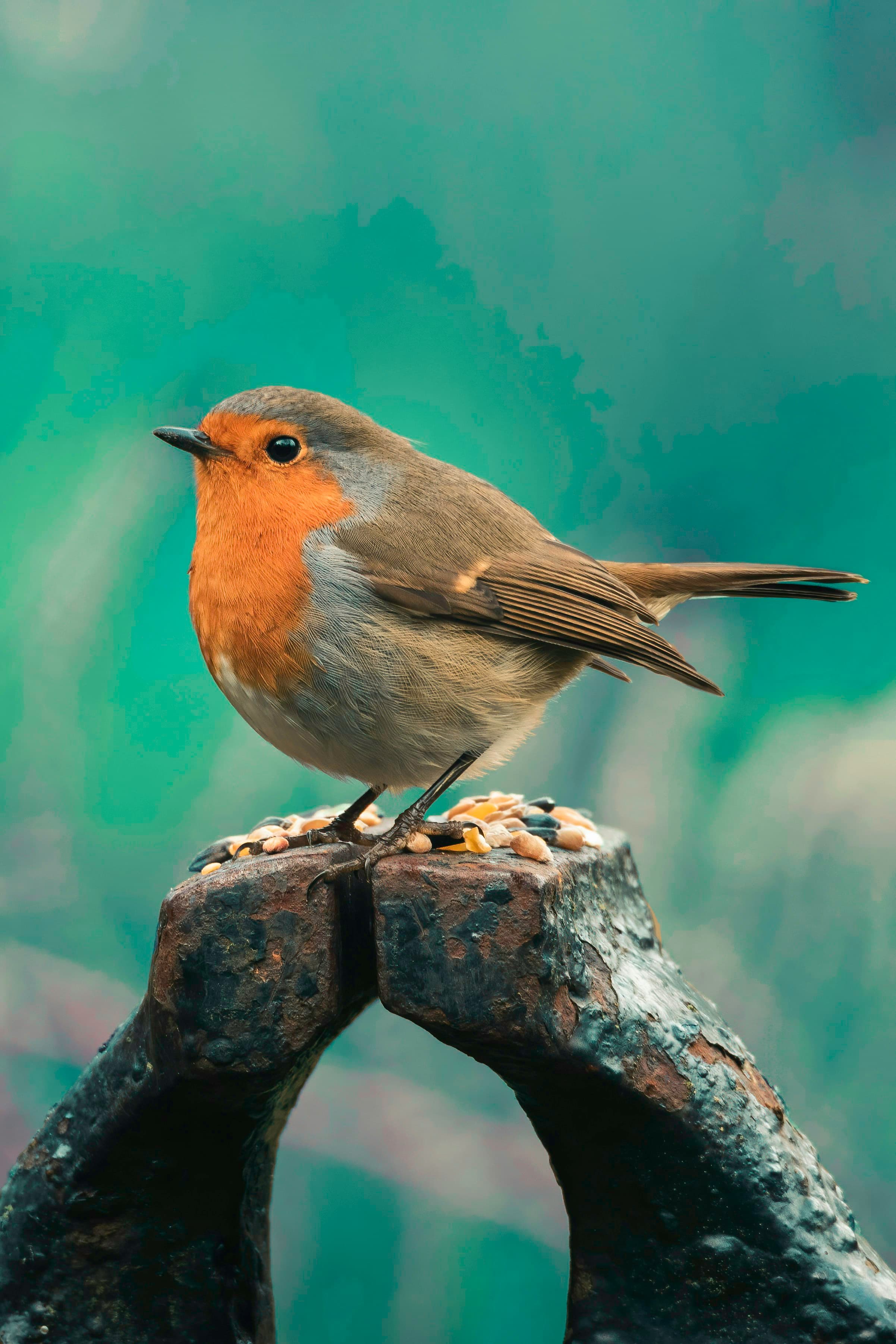 Bird Watching Walk
