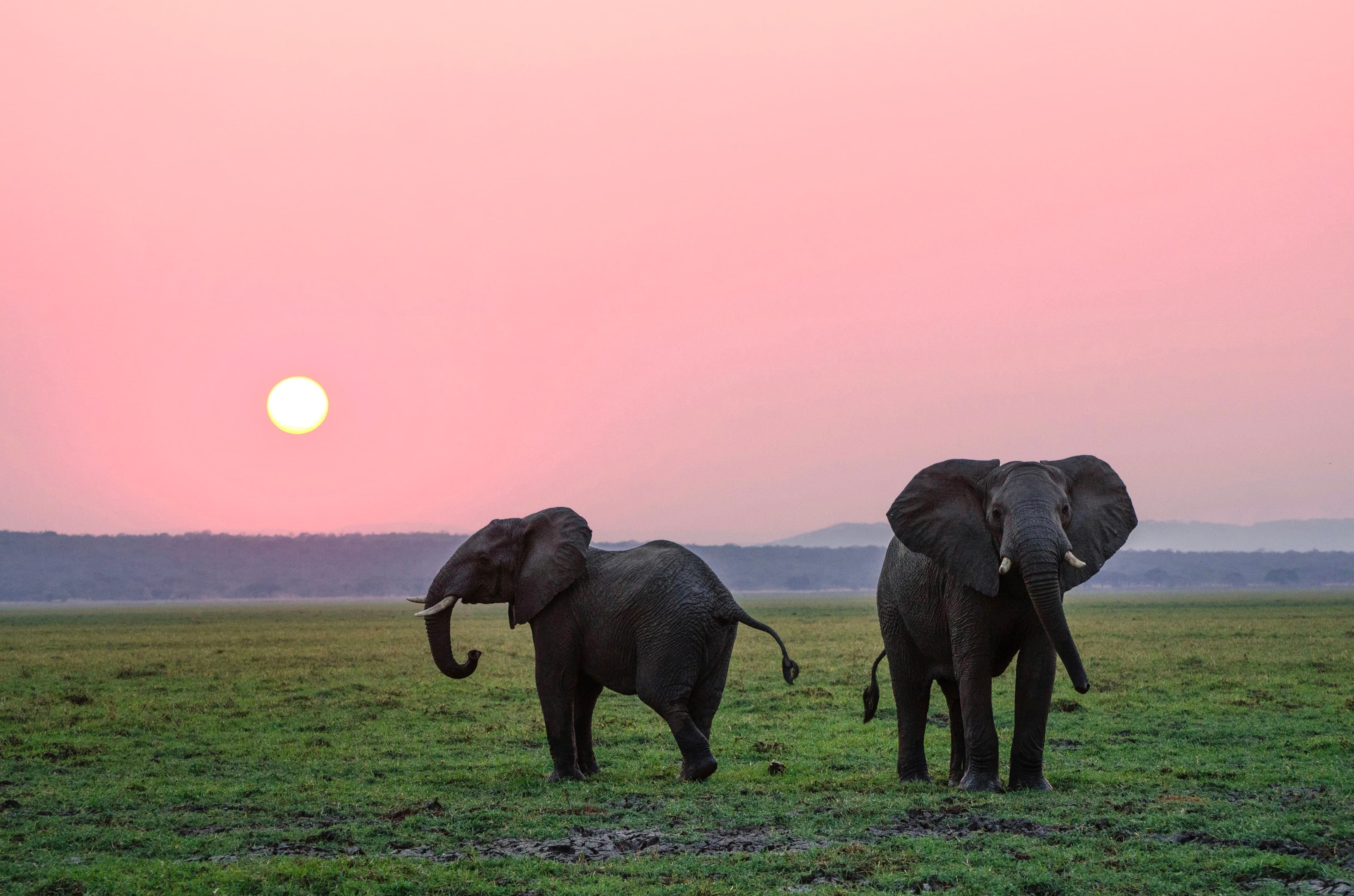 Elephant Interaction